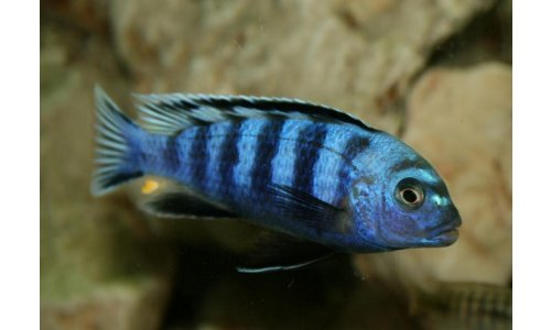 Pseudotropheus saulosi